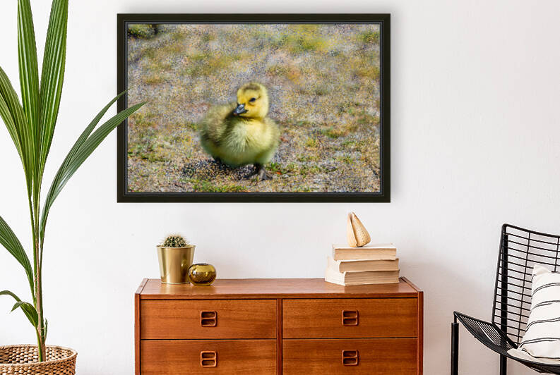Gosling  by PitoFotos