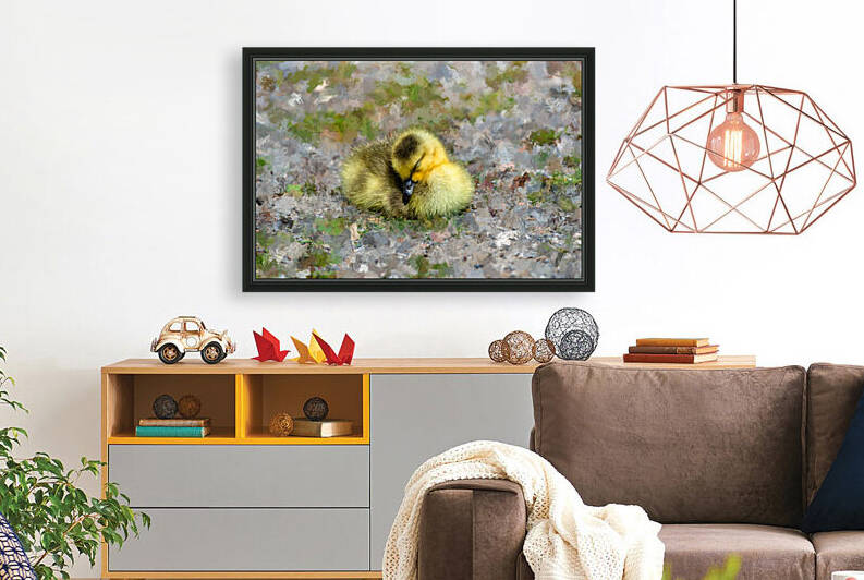 Sleeping  Gosling by PitoFotos