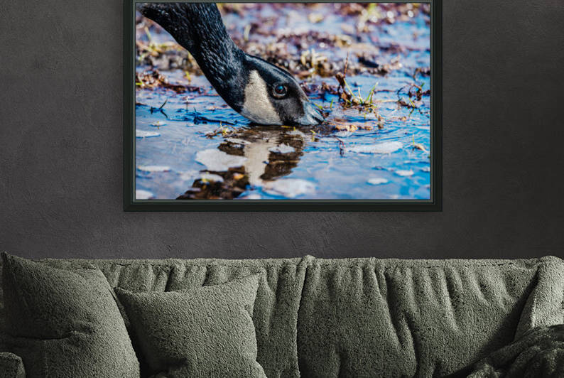 Canadian Goose by PitoFotos