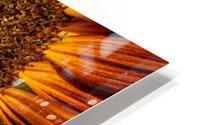 Sunflower 3 HD Metal print