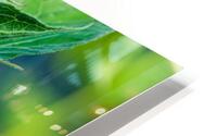 Sunflower 5 HD Metal print