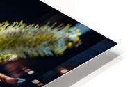 Catkins HD Metal print