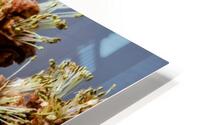 Catkins HD Metal print