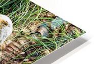 American Eagle HD Metal print
