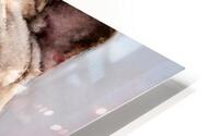 Dog HD Metal print