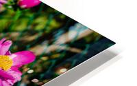Peony Flowers HD Metal print