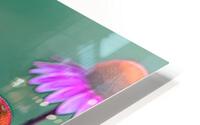 Frozen In Time - Echinacea HD Metal print