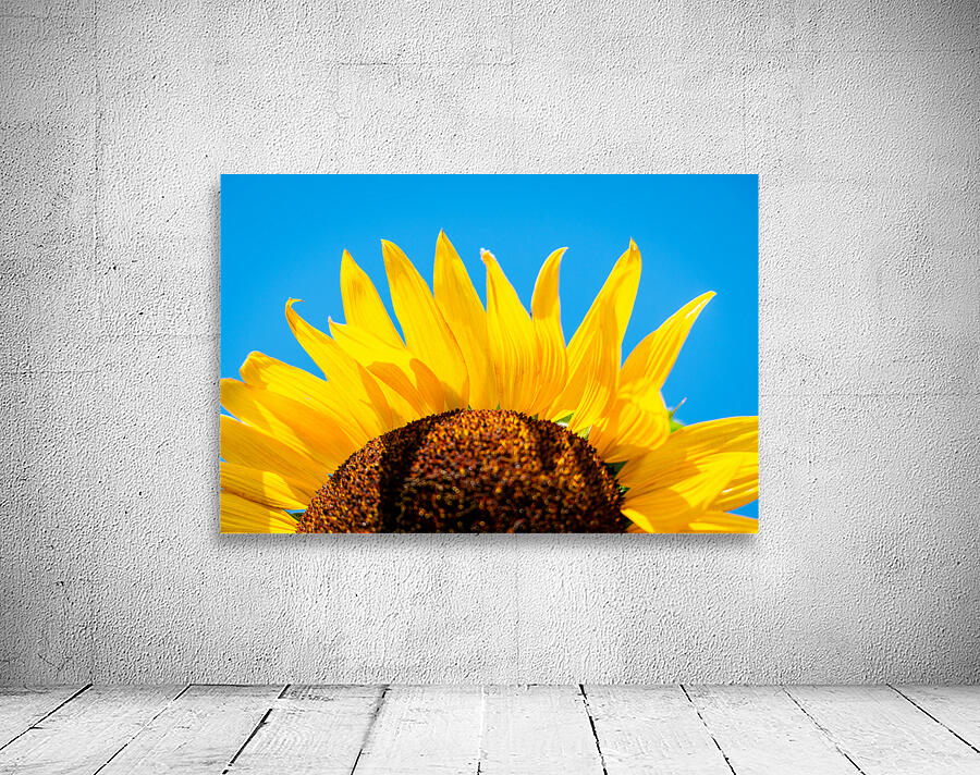 Sunflower Wall Preview