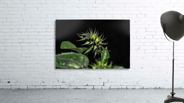 Sunflower 1 Wall Preview