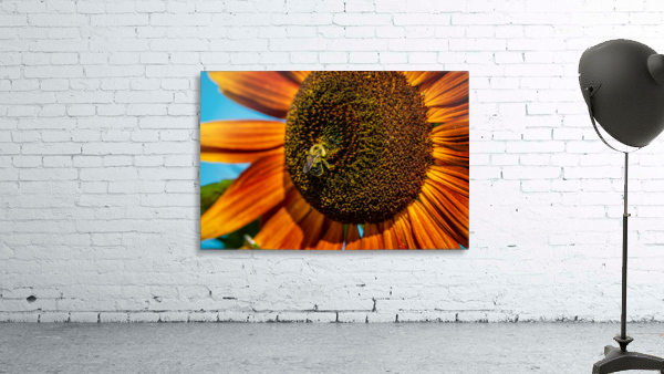 Sunflower 3 Wall Preview