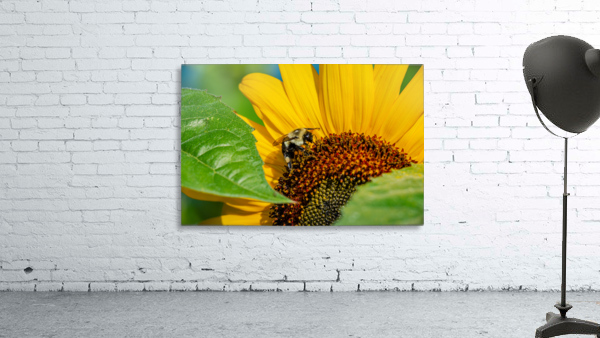 Sunflower 4 Wall Preview