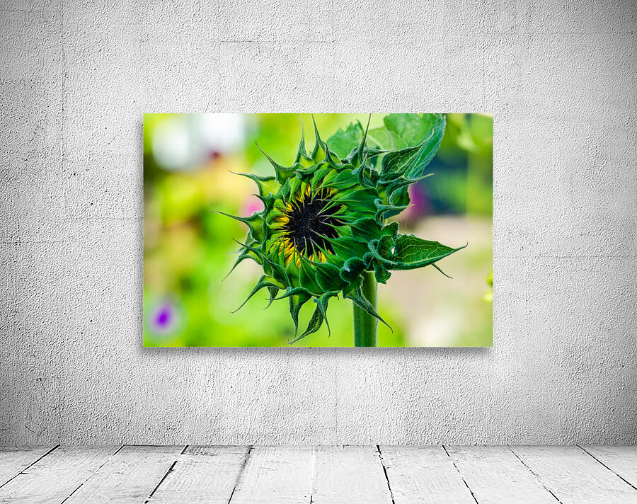 Sunflower 5 Wall Preview