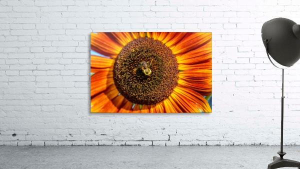 Sunflower 6 Wall Preview