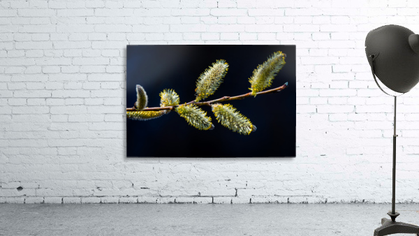 Catkins Wall Preview