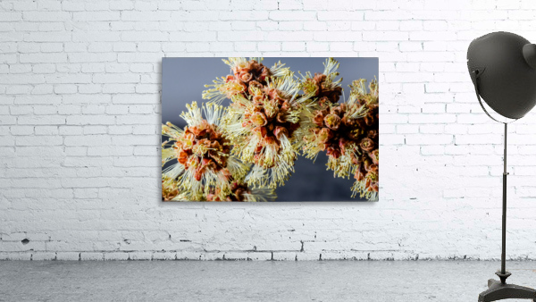 Catkins Wall Preview