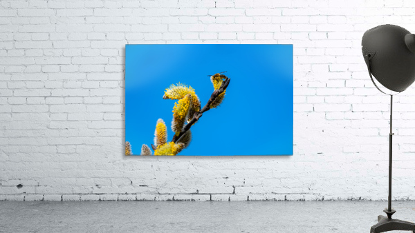 Catkins  Wall Preview