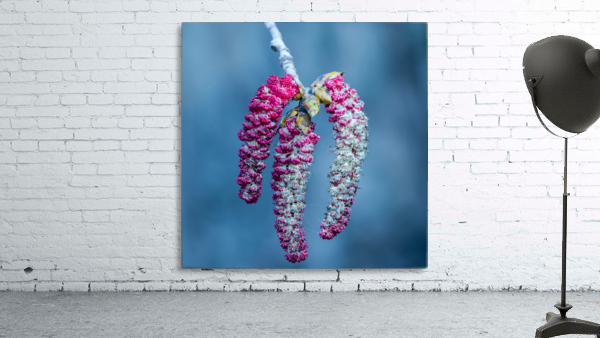 Poplar tree catkins Wall Preview