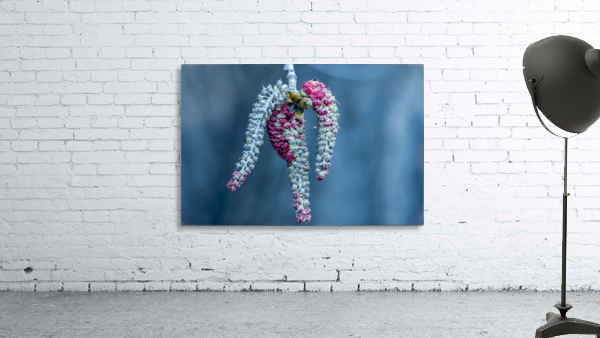 Poplar tree catkins Wall Preview