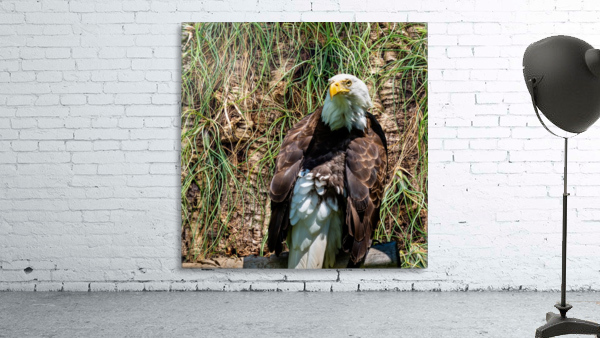 American Eagle Wall Preview