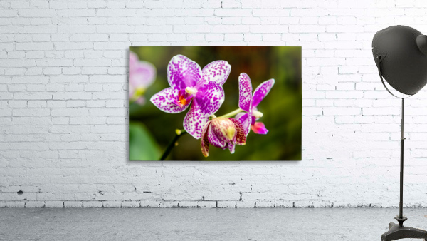 Orchids I Wall Preview