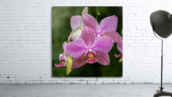 Orchids II Wall Preview