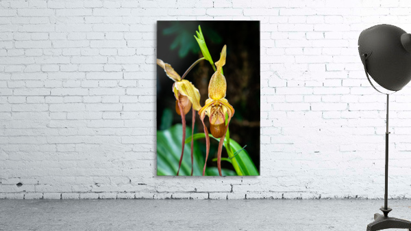 Orchids III Wall Preview