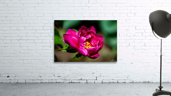 Peony flowers Wall Preview