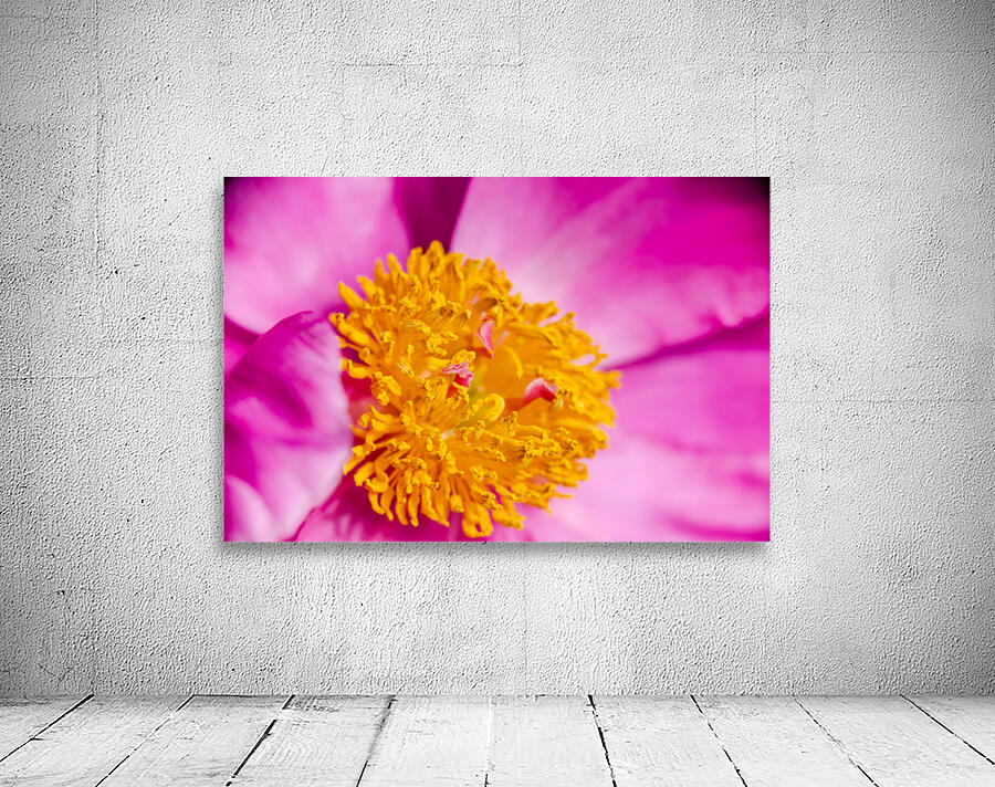 PEONY FLOWERS Wall Preview