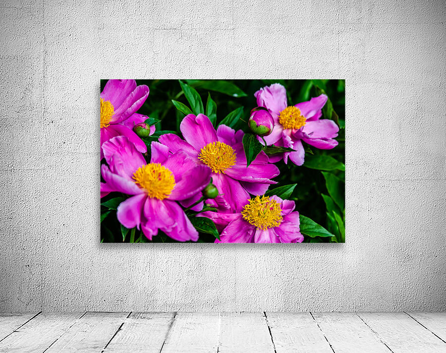 Peony Flowers Wall Preview