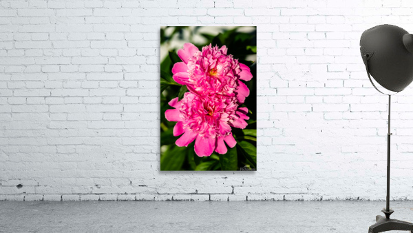 Peony Flowers Wall Preview