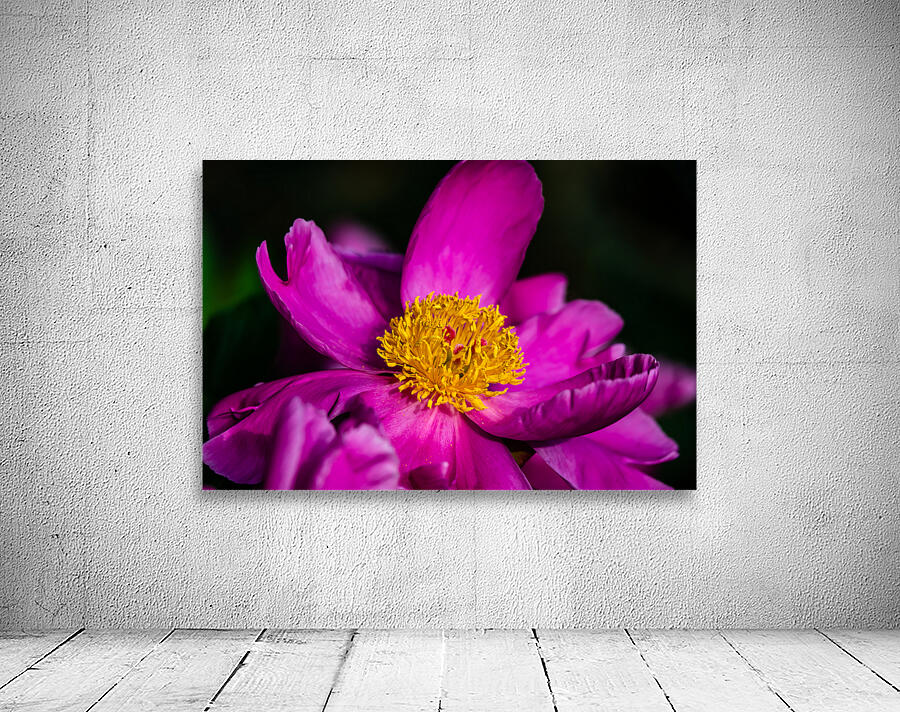 Peony Flowers Wall Preview