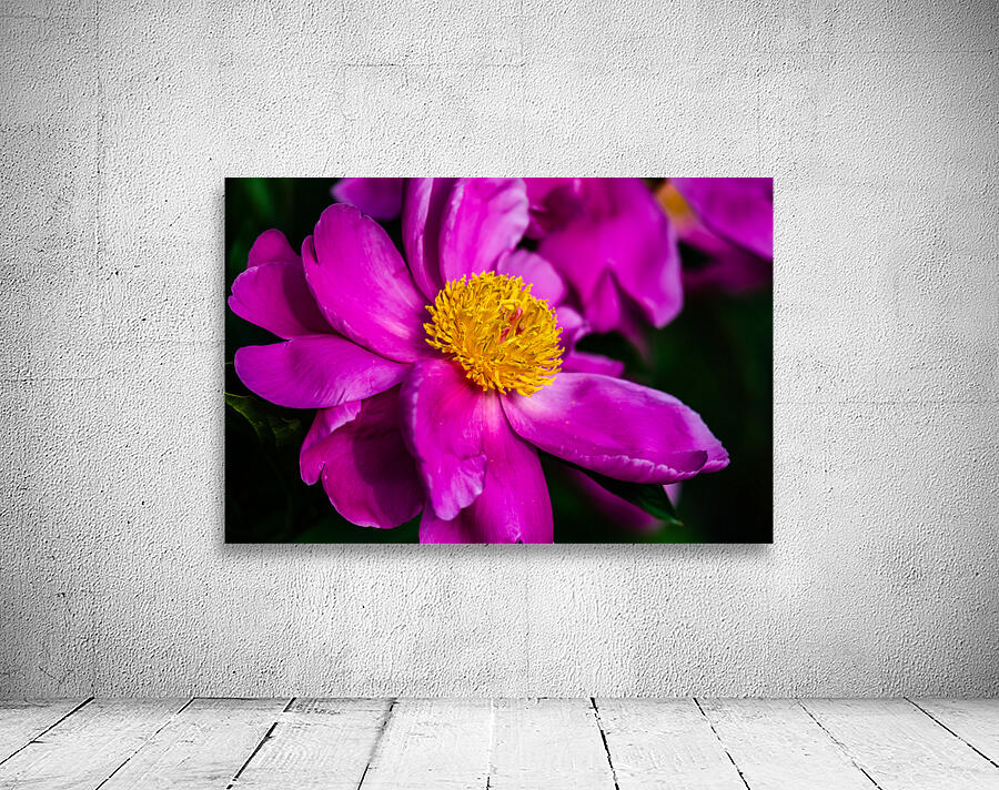 Peony Flowers Wall Preview