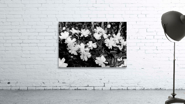 Peony Flowers Wall Preview