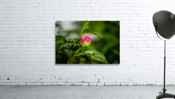 Peony Flowers Wall Preview