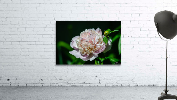 Peony Flowers Wall Preview