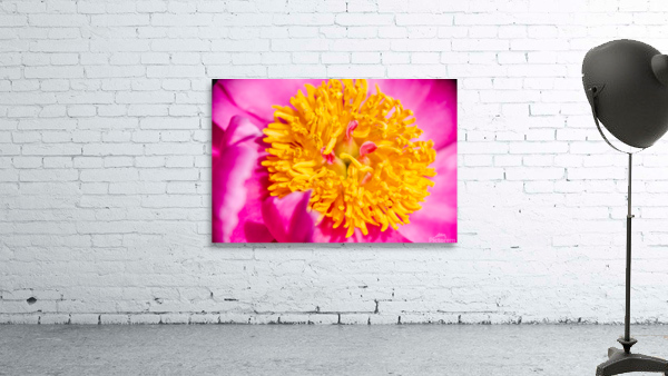 Peony Flowers Wall Preview