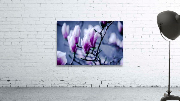Magnolia flowering time Wall Preview