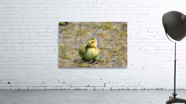 Gosling  Wall Preview
