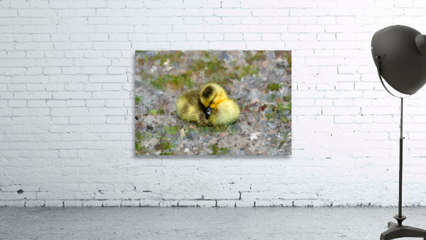 Sleeping  Gosling Wall Preview