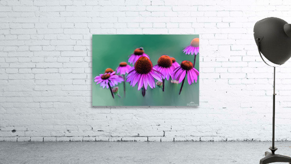 Frozen In Time - Echinacea Wall Preview