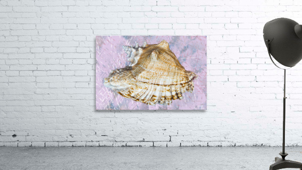 Seashell  Wall Preview