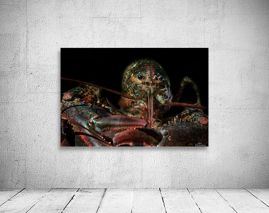 Lobster  Wall Preview