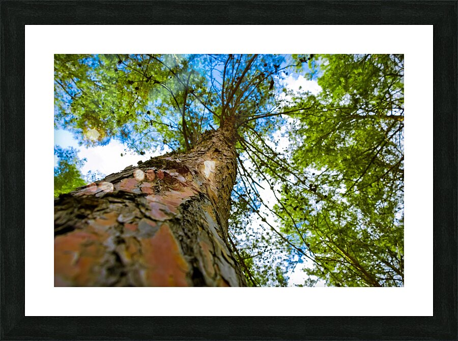 Tree from below Picture Frame print