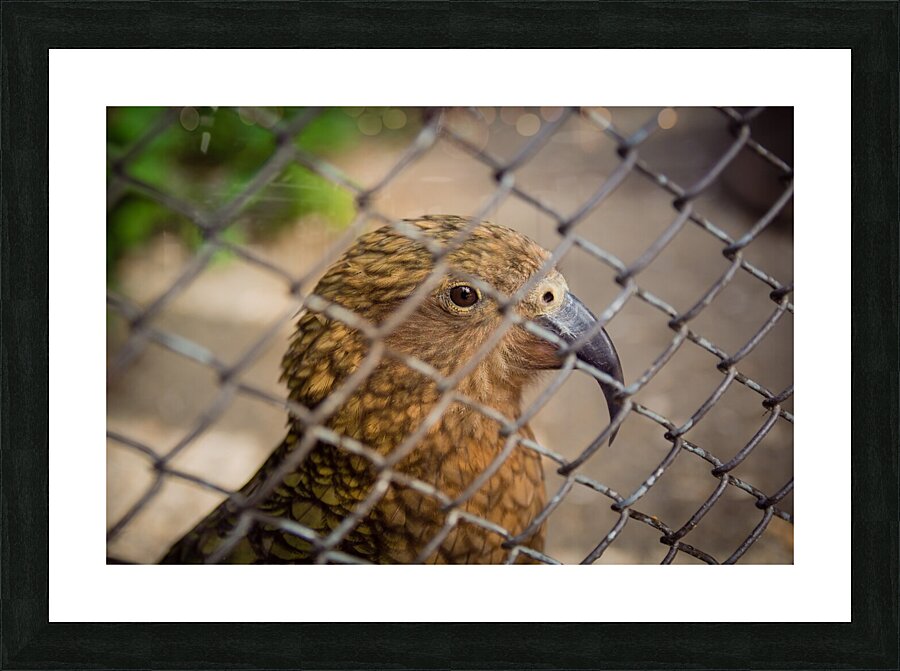 Bird in Cage Picture Frame print