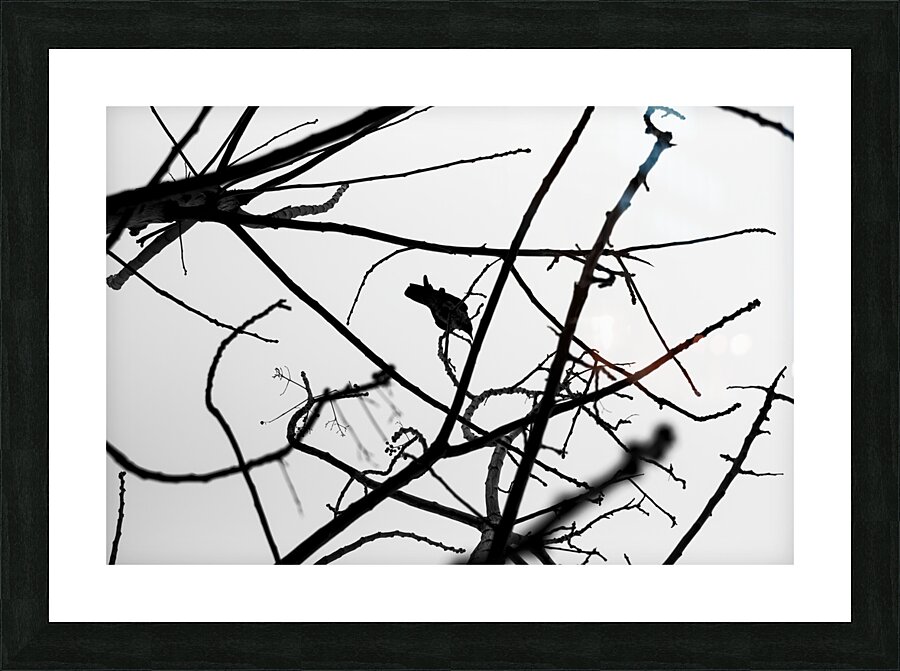 Crow on tree branches Picture Frame print