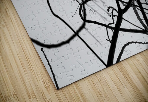 Crow on tree branches Maor Winetrob puzzle