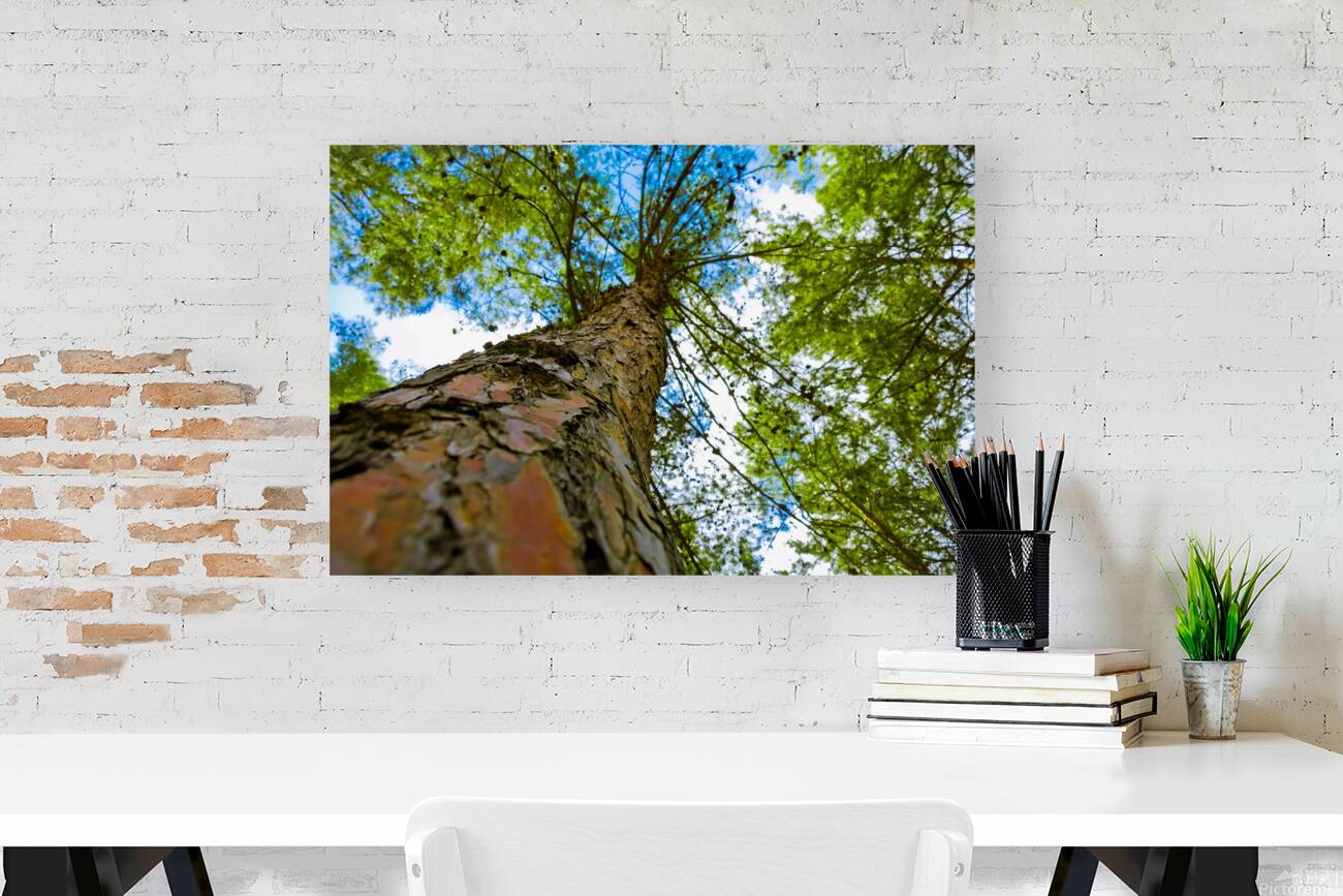 Tree from below Reproduction
