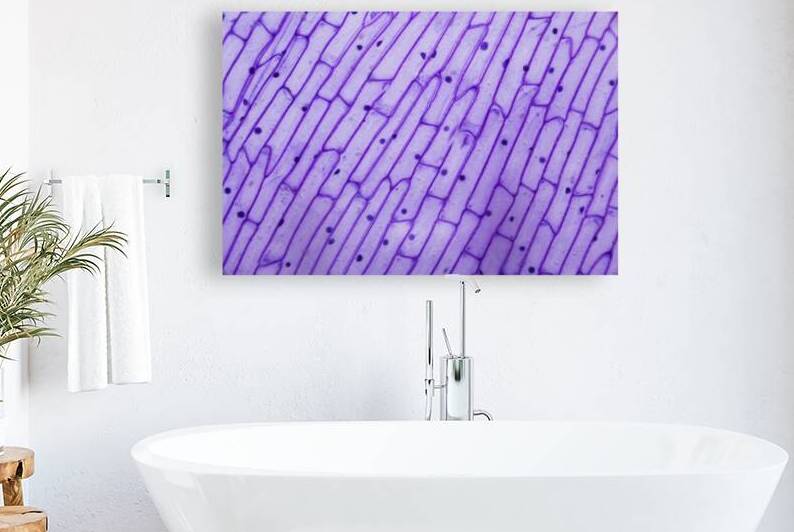 Purple onion peel under the microscope by Maor Winetrob