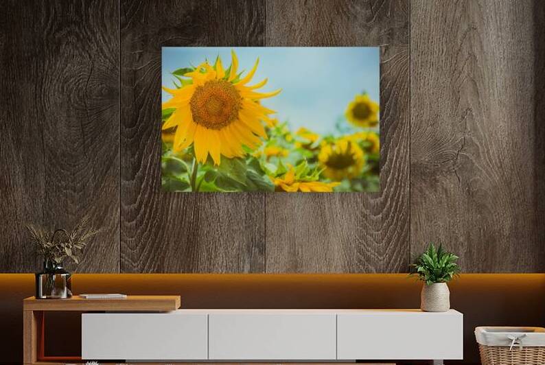 Sunflower in sunflower field by Maor Winetrob
