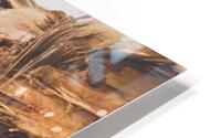 Date palm tree from below HD Metal print